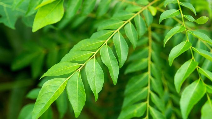 cooking-with-curry-leaves