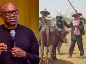 Miyetti allah rejects peter obi says lp candidate represents biafra