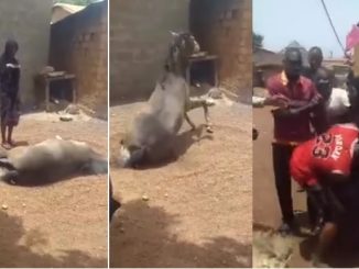 Virgin lady revive dying horse