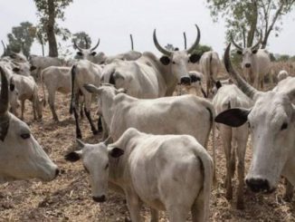 4db6f578 cattle