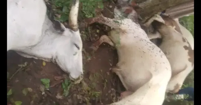The-dead-Cows
