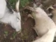The dead cows