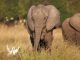 Elephants